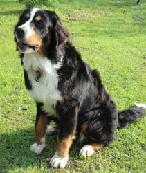 Simba At 10 Months