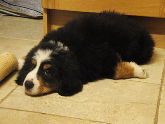 Simba at Two Months Old