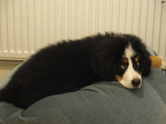 Simba at Three Months