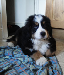 Simba at Two Months Old