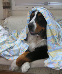 Simba at 21 Months