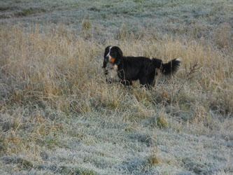 Simba at Two Years Old