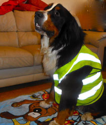 Simba at Two Years Old