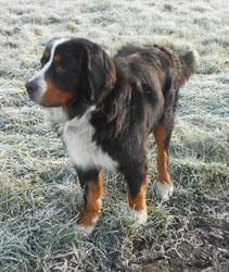 Simba at Two Years Old