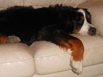 Simba at Two Years Old
