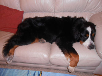 Simba at Two Years Old