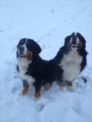Leila & Bentley