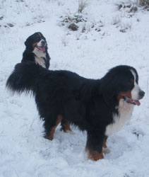 Katie & Merlin