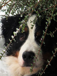 Murphy