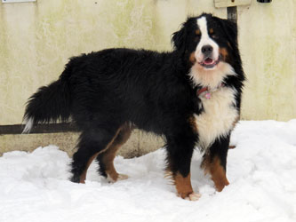 Murphy at 15 Months Old