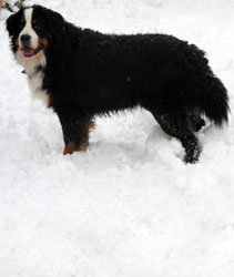 Murphy
