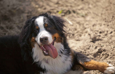 Murphy - Irish Litter