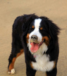 Murphy - Irish Litter