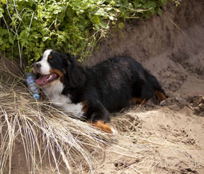 Murphy - Irish Litter