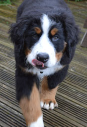 Bentley at Four Months Old