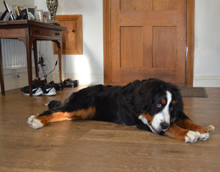 Bentley at Seven Months
