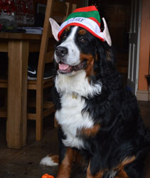 Bentley at Nine Months