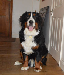 Bentley at Eight Months
