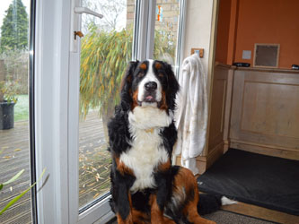 Bentley at Eight Months