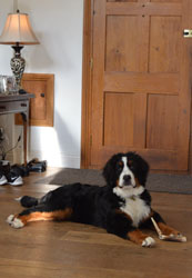 Bentley at Seven Months