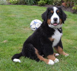 Bentley at Three Months Old