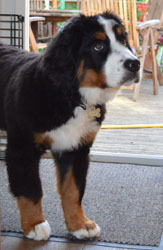Bentley at Four Months Old