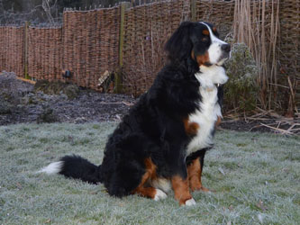 Bentley at Ten Months