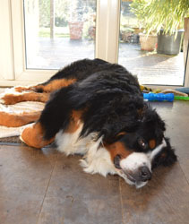 Bentley at Ten Months