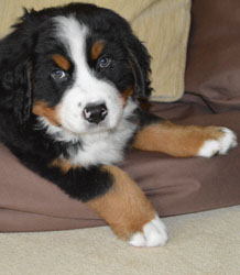 Bentley at Two Months Old
