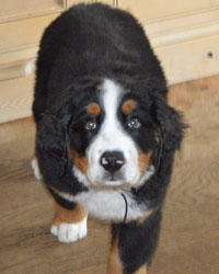 Bentley at Three Months Old