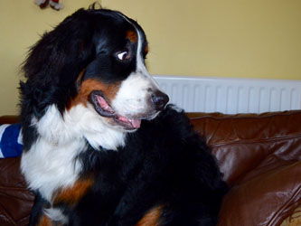 Bentley at Nine Months