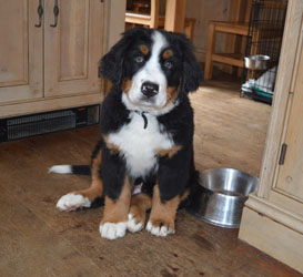Bentley at Three Months Old