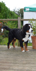 Bentley at Six Months