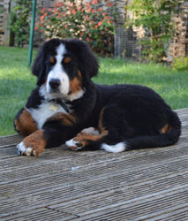 Bentley at Five Months Old
