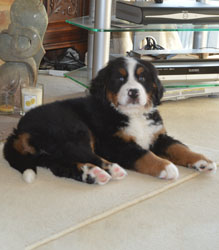 Bentley at Two Months Old