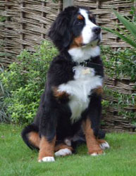 Bentley at Five Months Old