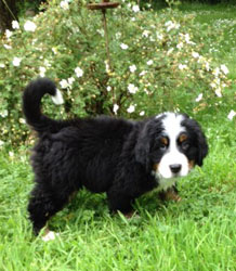 Finley at Two Months Old
