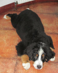 Finley at Three Months Old