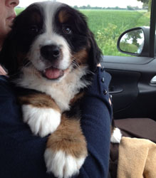 Finley at Two Months Old
