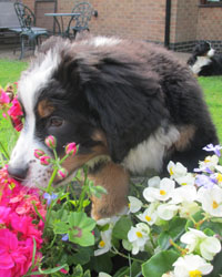Finley at Three Months Old