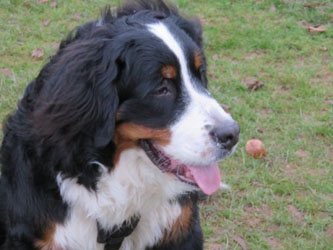 Finley at Eight Months