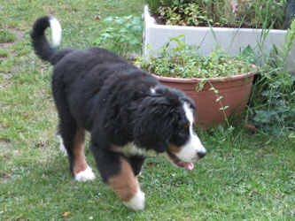 Finley at Four Months Old