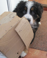 Finley at Three Months Old