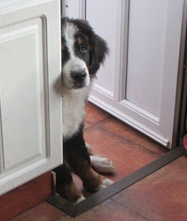 Finley at Four Months Old