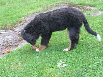 Finley at Four Months Old