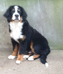 Finley at Five Months Old